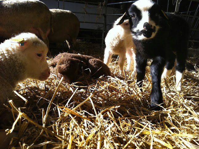 Comentarii opinii despre Jannelunds Gård