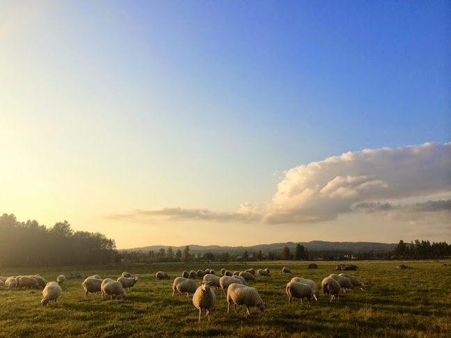 Opinii despre Jannelunds Gård în Mullhyttan - Gastronomi och hotellverksamhet