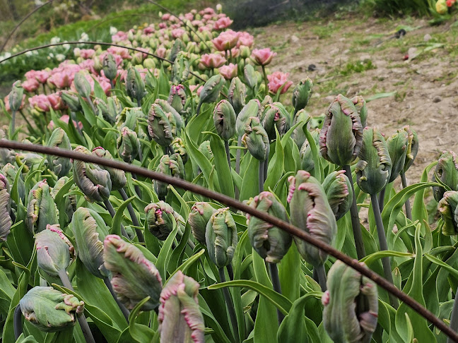 Mellingerum Blommor, självplock, kafé, hyra lokal i Småland. - Gastronomi och hotellverksamhet