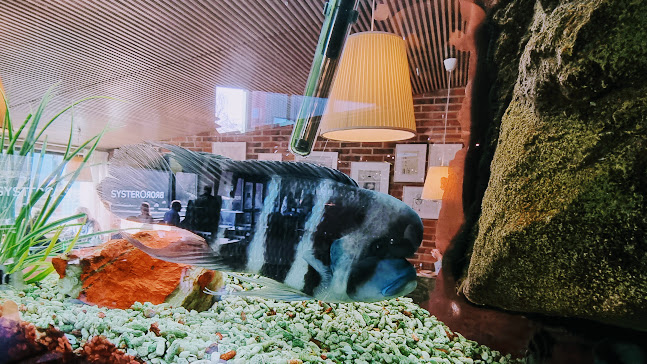 Syster O Bror Phone number