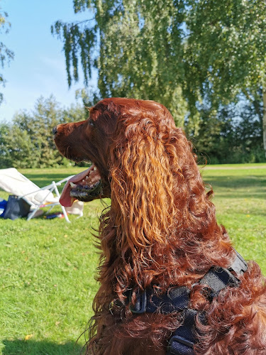 Comentarii opinii despre Kinnevikens Mat