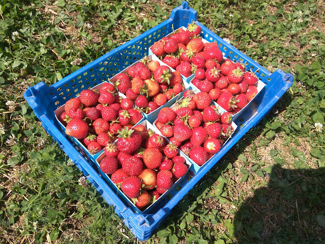 Bränneriets Gård - Gastronomi och hotellverksamhet