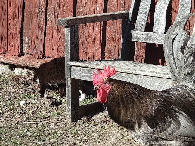 Pelle och Maries kafé i Viby - Sigtuna