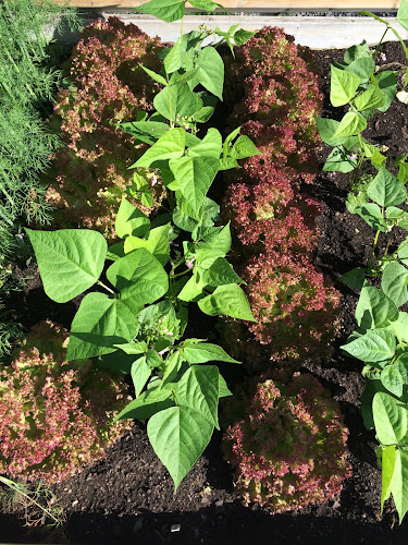 Ekö Gård - Gårdsbutik och Trädgårdscafé