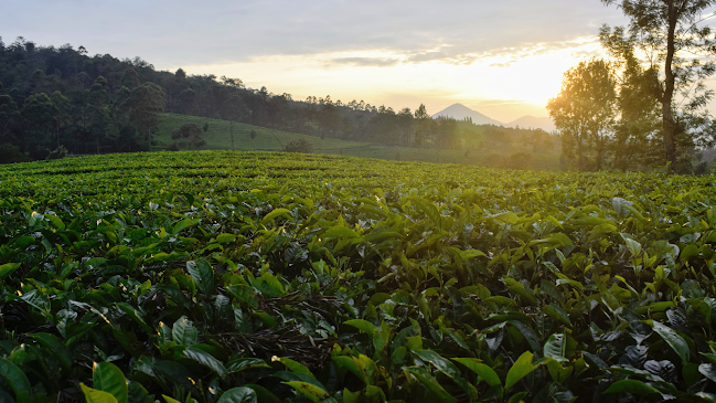 Reviews of The Tea Centre of Stockholm in Stockholm - Gastronomi och hotellverksamhet