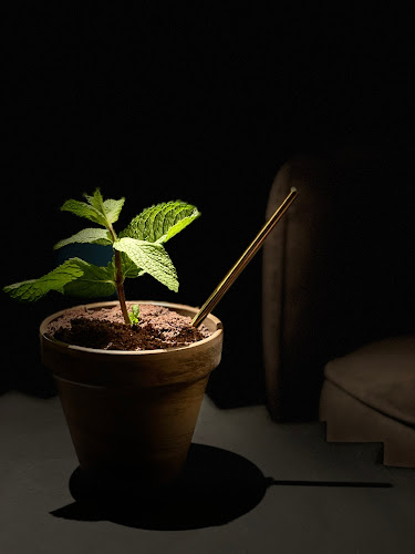 ADAMO - Gastronomi och hotellverksamhet