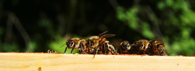 Nydala Bigård På Öland / Svenska Bivaxljus
