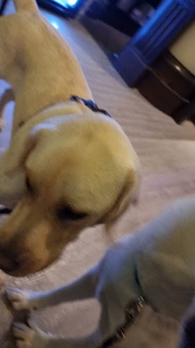 Opinii despre Kullens Bar & Kök în Bromma - Gastronomi och hotellverksamhet