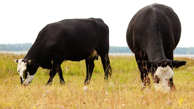 Ölands Kvalitetsprodukter, Mysinge Kött