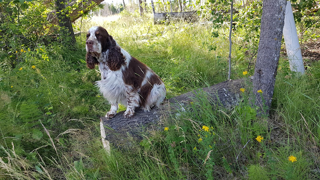 Restaurang Pappa Ninmari Katrineholm Phone number