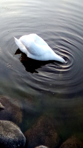 Opinii despre Villa Vassen în Ronneby - Gastronomi och hotellverksamhet