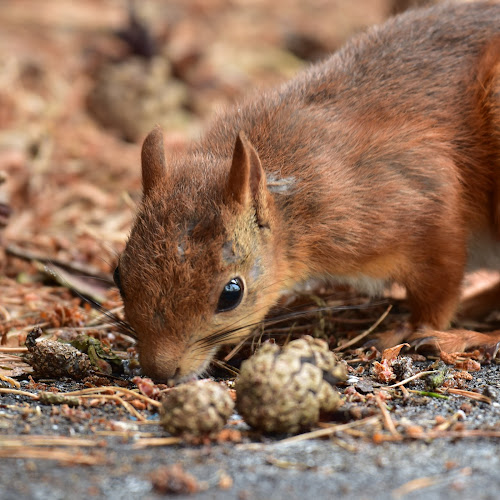 OTTO & Glassfabriken - Gastronomi och hotellverksamhet