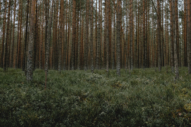 Hvildmarken - Jönköping