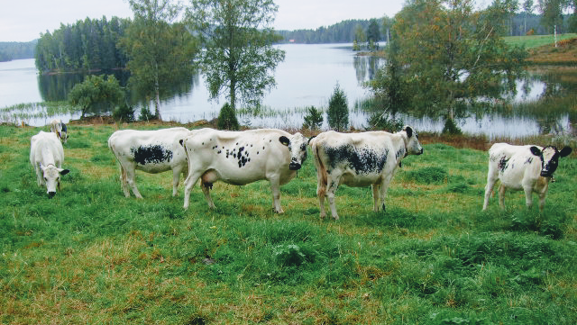 Comments and reviews of Stora Lunån Gårdscafé