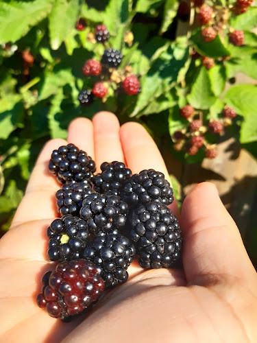 Eriksgården - restaurang och gårdsbutik - Gastronomi och hotellverksamhet