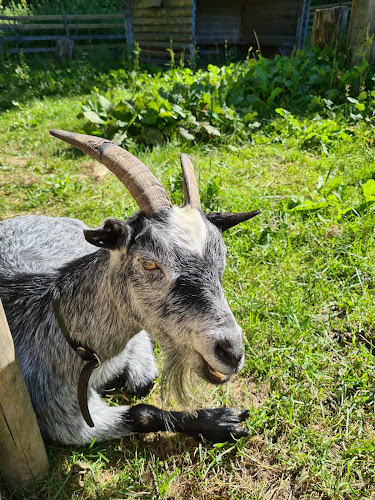 Comentarii opinii despre Fäboden i Säterdalen