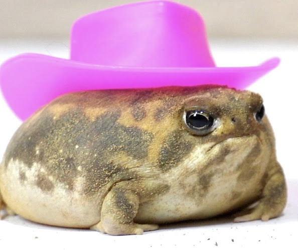 Comentarii opinii despre Fika Maxi