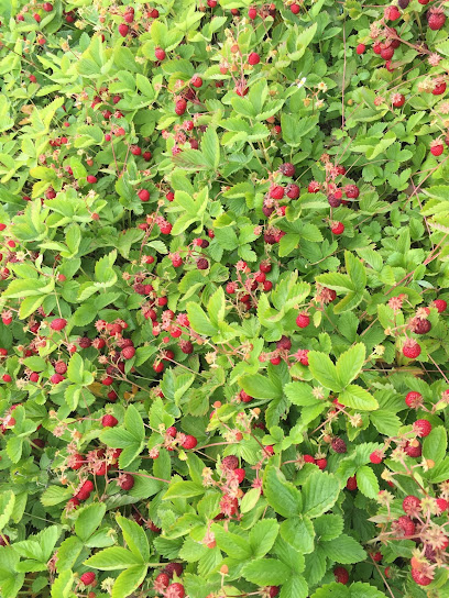 Grevlunda Bär o Vingård