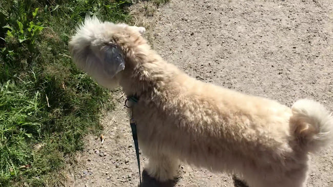 Robert Macfies väg, 459 33 Ljungskile