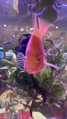 Opinii despre Basilika Kitchen & Bar - lunchbuffé i Jönköping în Jönköping - Gastronomi och hotellverksamhet