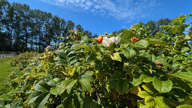 Comentarii opinii despre Vareborgs Bärodling AB