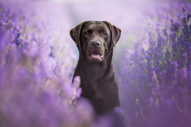 Österlenkryddor - Gastronomi och hotellverksamhet