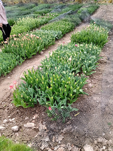 Mellingerum 7, 572 97 Kristdala