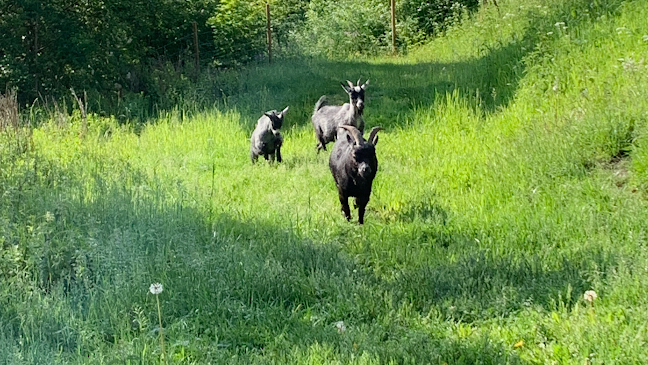 Stora Lunån Gårdscafé - Falun