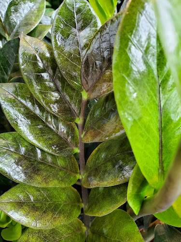 Comments and reviews of DumplingX