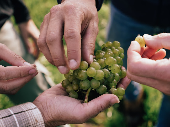 Opinii despre Thora Vingård în Halmstad - Gastronomi och hotellverksamhet