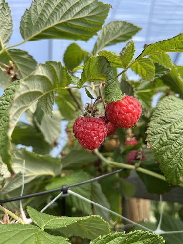 Axelssons i Aby - Gastronomi och hotellverksamhet