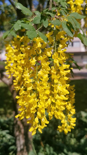 Opinii despre Le Parc Restaurant în Uppsala - Gastronomi och hotellverksamhet