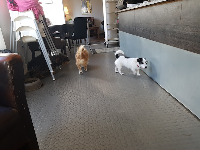 Himmelska hundar - Stockholm