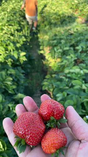 Opinii despre Vareborgs Bärodling AB în Varberg - Gastronomi och hotellverksamhet