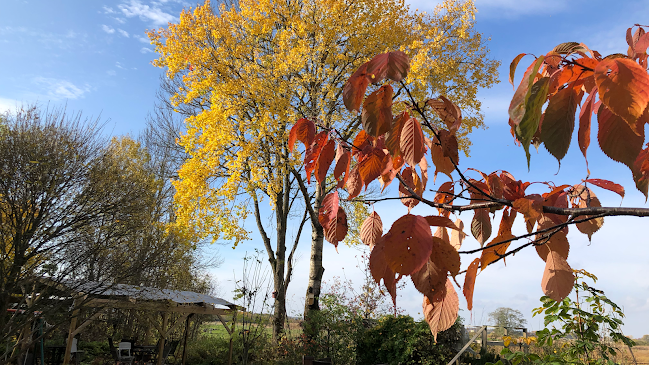 Ängslyckans Café - Örbyhus