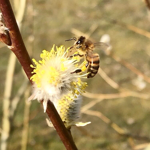 Hemmegården - Ängelholm
