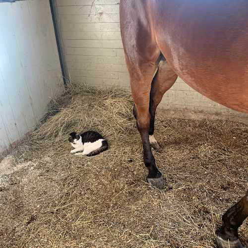 Stora Lunån Gårdscafé - Gastronomi och hotellverksamhet