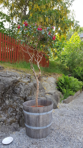 Konditori Bellevue Open Times