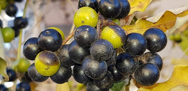 Krydda Event & Catering - Enköping