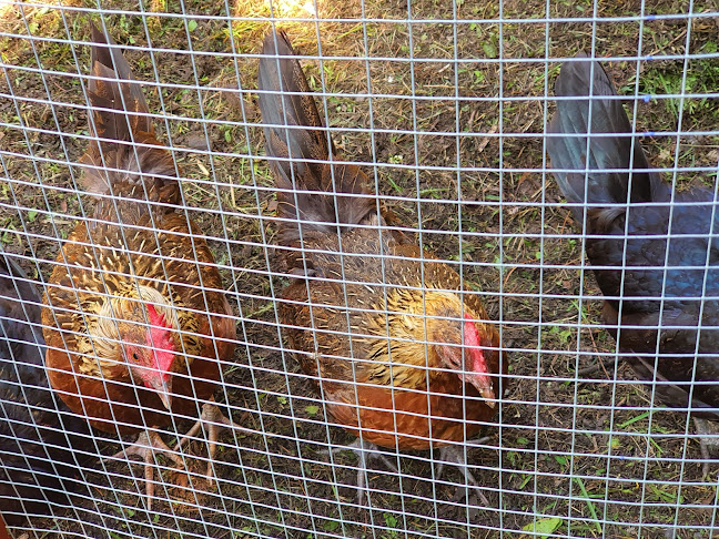 Honungscaféet - Gastronomi och hotellverksamhet