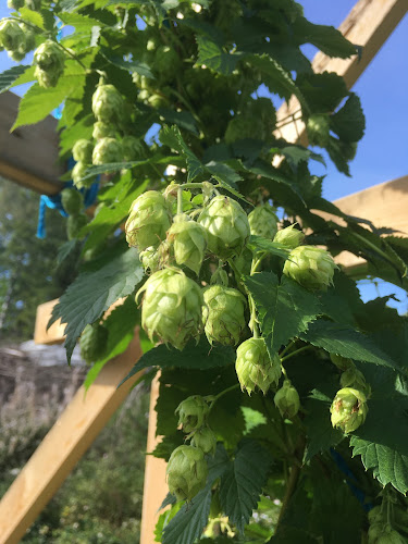 Harknivens Kultur AB - Bräkne-Hoby