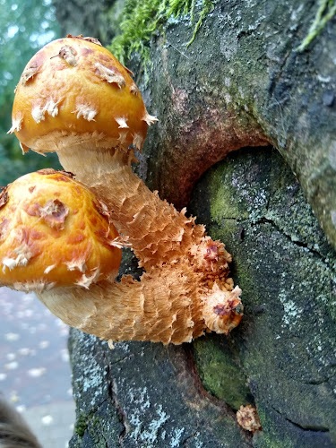 Café 3G - Gastronomi och hotellverksamhet