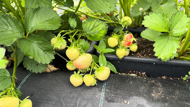 Eriksgården - restaurang och gårdsbutik - Sjöbo