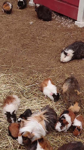 Comments and reviews of Stora Lunån Gårdscafé