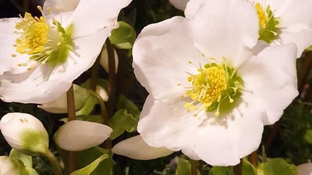 Opinii despre Flora By M - Blommor Värnamo în Värnamo - Gastronomi och hotellverksamhet