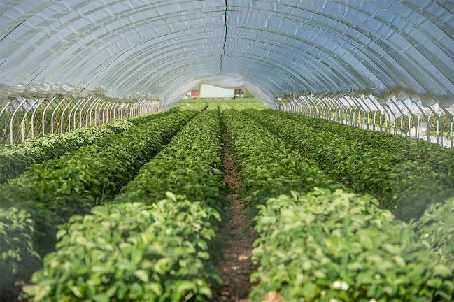 Vareborgs Bärodling AB - Varberg