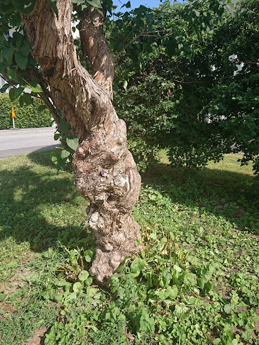 Gateau Södra Ängby - Bromma