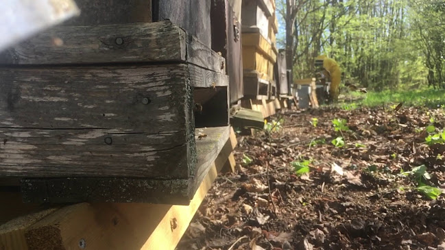 Comentarii opinii despre Nydala Bigård På Öland / Svenska Bivaxljus