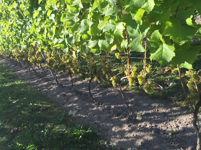 Grevlunda Bär o Vingård - Vitaby