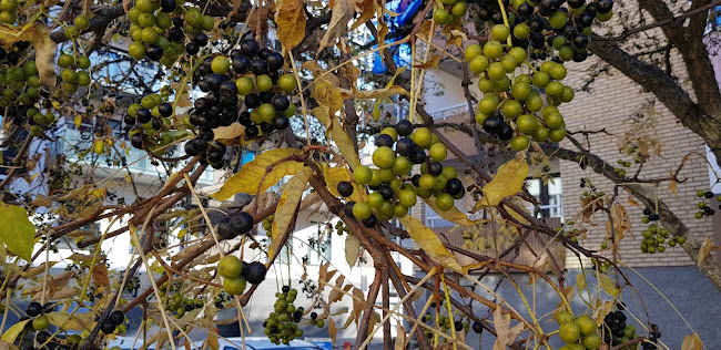 Krydda Event & Catering - Gastronomi och hotellverksamhet